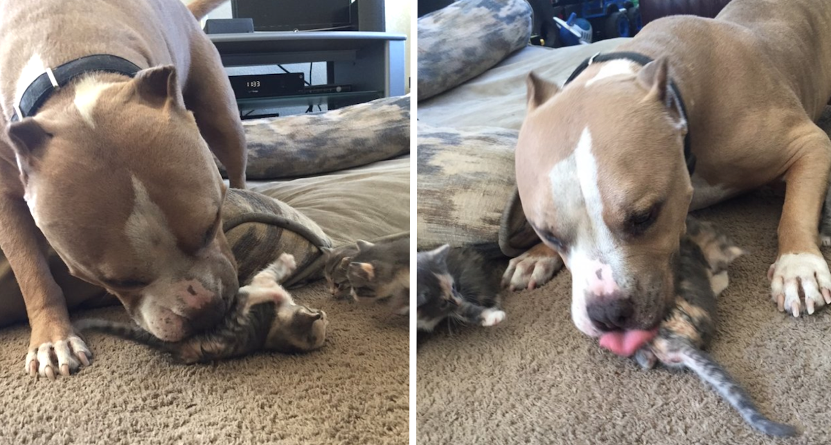 Cat Loving Pit Bull Lastly Gets The Feline Household He's Always Desired