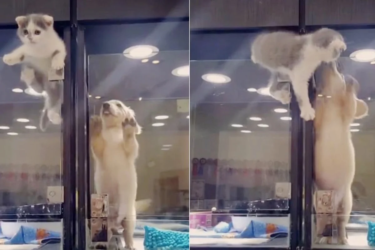 Cat escapes pet store display to comfort lonely dog friend