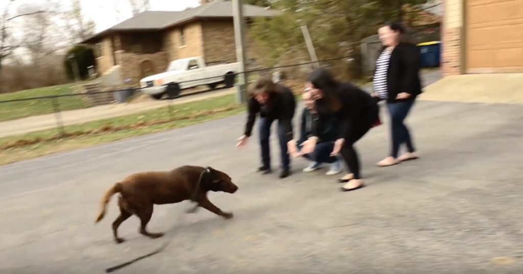 Chocolate Lab Was Missing For 5 Years Before Seeing His Family Again