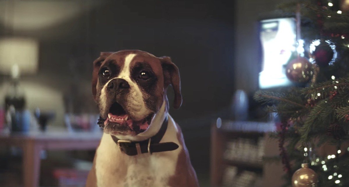 Christmas Clip Featuring Buster The Boxer Gives Us The Vacation Warm And Fuzzies