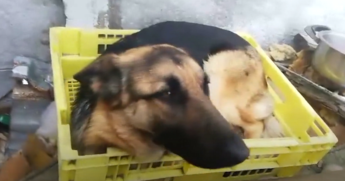 Couple Hands Out German Shepherds Leaving Them Panicked And Terrified