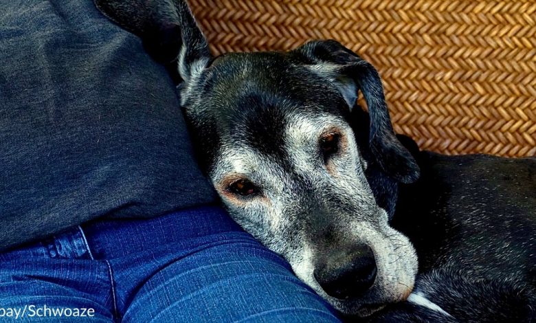 Couple Takes In Dogs Nearing The End Of Their Lives Presents Them Unconditional Love