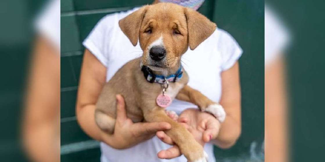 Cute Stray Puppy Was Born With A Permanent Squint