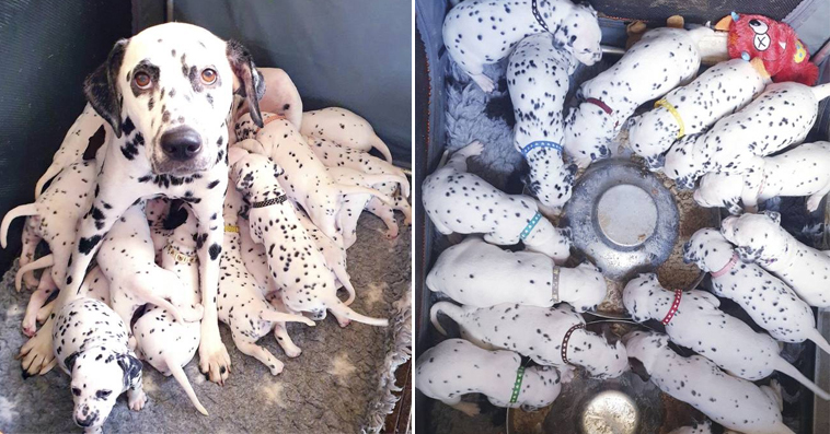 Dalmatian Expected to Have 3 Puppies, Remarkably She Gave Birth to Eighteen Babies