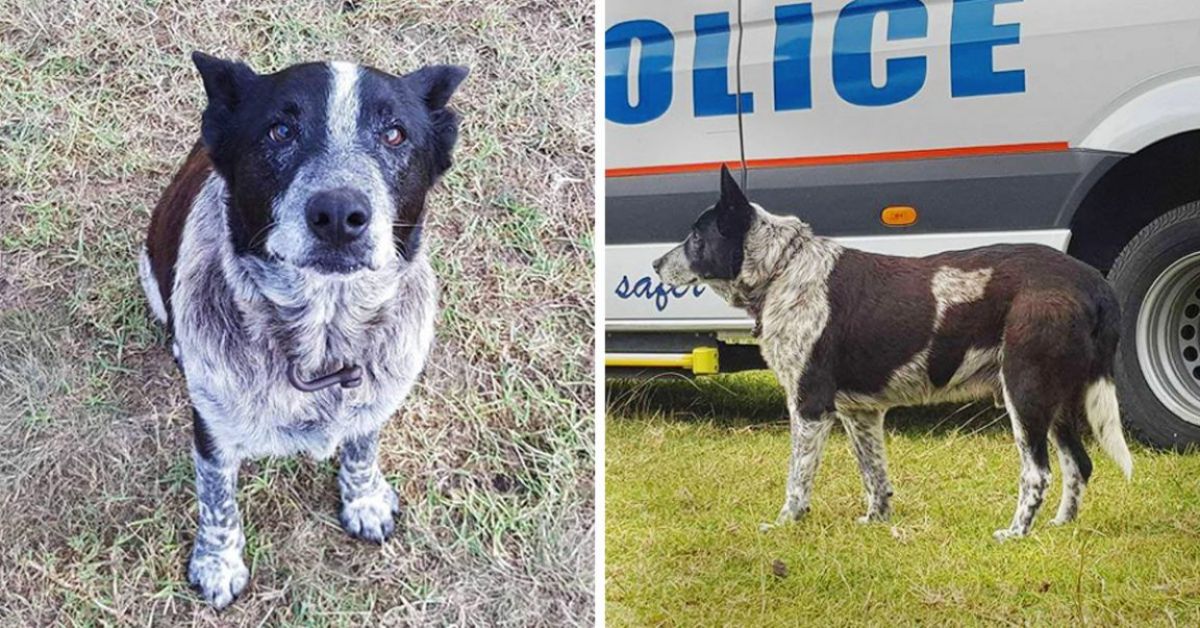 Deaf and Partly Blind Elder Dog Protects Lost Toddler for 15 Hrs And Helps Rescuers Find Her