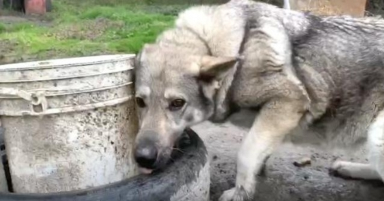 Depressed 'Yard Dog' Sat In The Mud So Lonely On The End Of That Chain