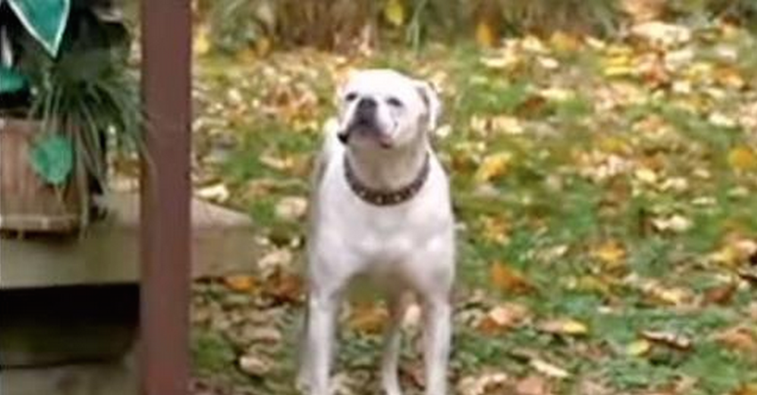 Disabled Dog Jumps The Fence To Save Owner