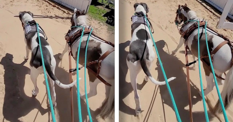 Dog And Horse With The Same Markings Do Everything Together and Confuse Everyone