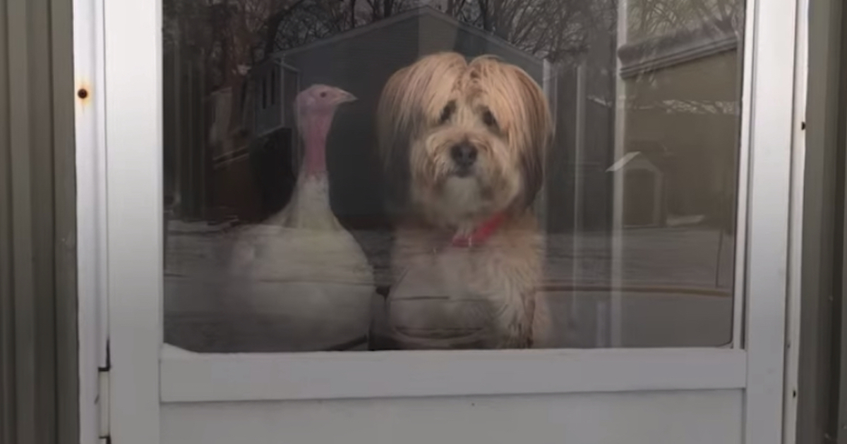 Dog And Turkey Became Best Friends And Had To Be Together