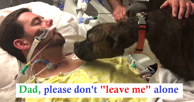 Dog Brought To Hospital To say Goodbye To Her Dying Owner