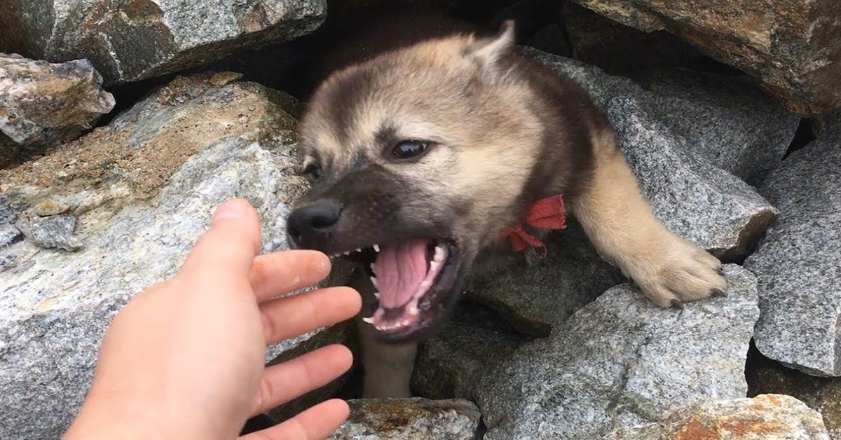 Dog Buried In Huge Pile Of Rocks, Rescue Story Touched Millions Of Hearts