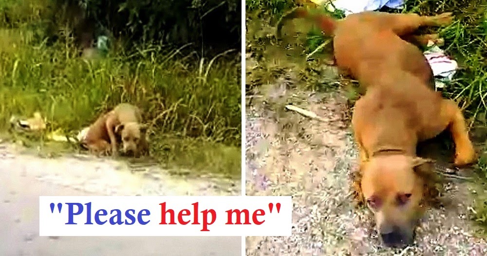 Dog Combating Ring Dumped Pit Bull In The Garbage, But Nobody Stopped To Help Her