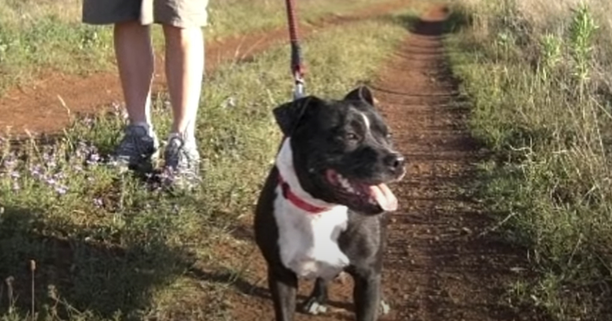 Dog Comes Home Wet Barking Frantically, Leads Family Over To The Dam