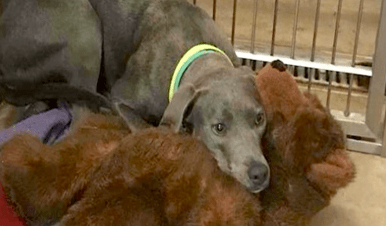 Dog Dumped Along With Her Teddy Bear Gets A New Dad Who would certainly Never Abandon Her