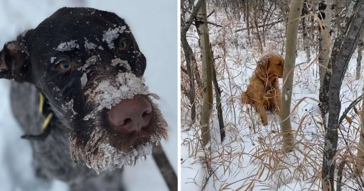 Dog Follows His Nose To A Lost Pup In The Snowy Woods