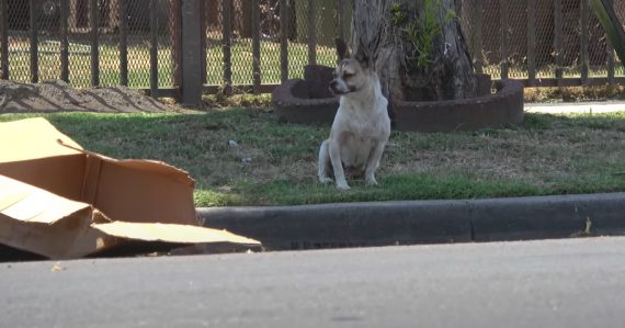 Dog Found Abandoned On The Street With Only A Torn Card Board Box