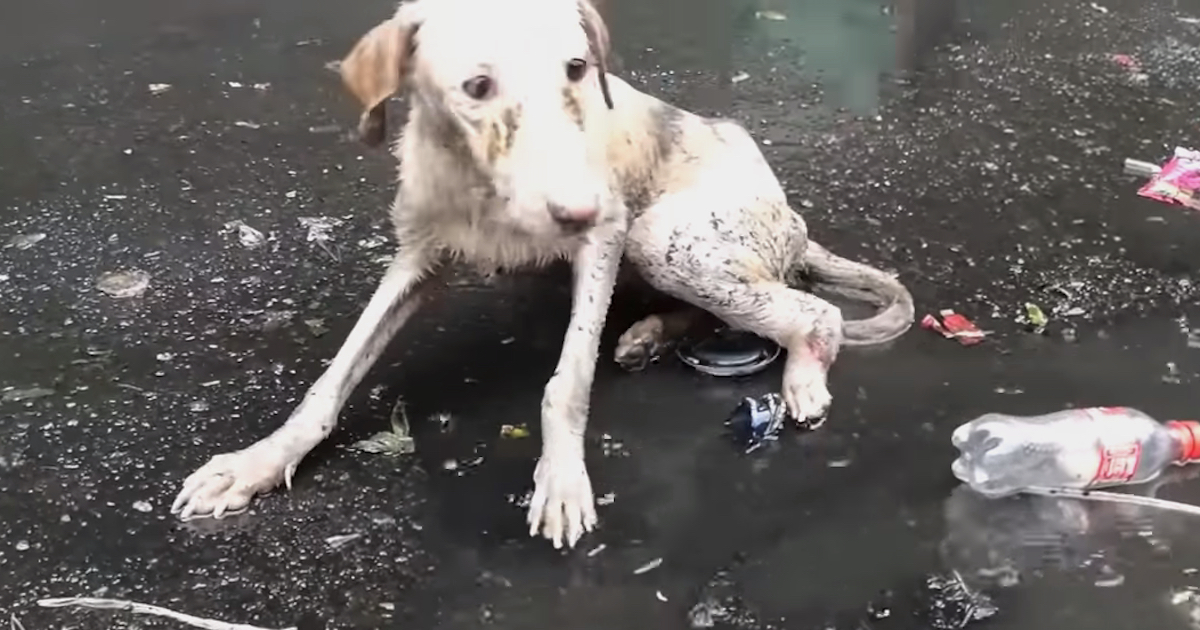 Dog Found Lying In A Pool Not Able To Move As She Cried Out In The Pouring Rain