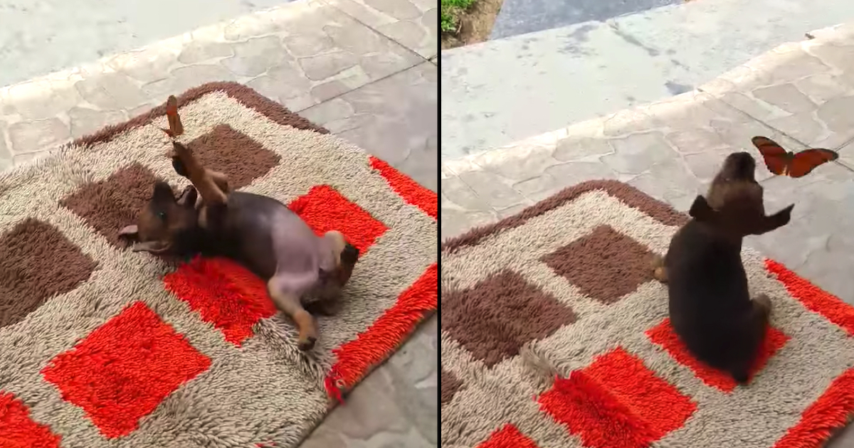 Dog Found Outdoors The Door Having A Moment With A Butterfly