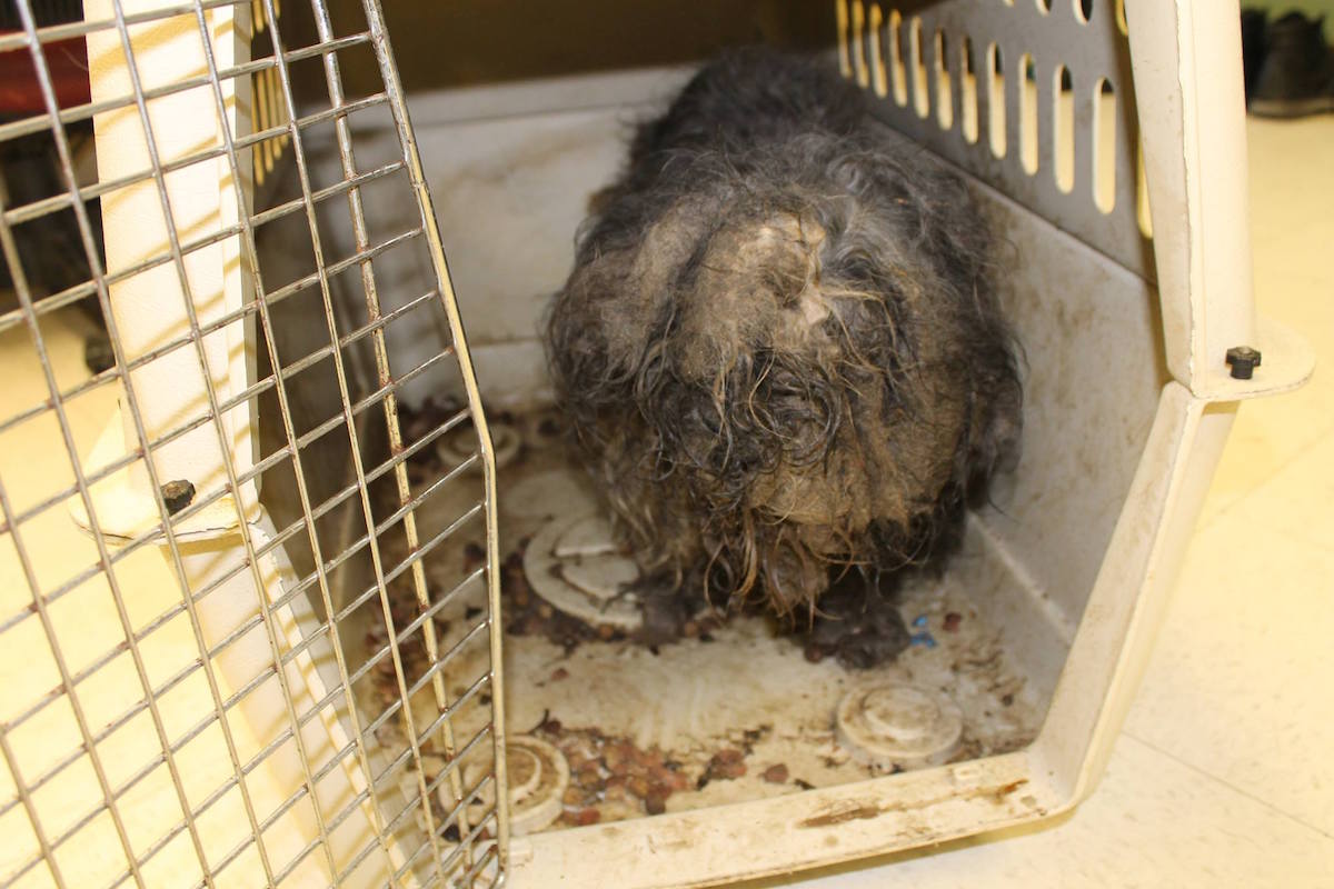 Dog Found With Cockroaches Using Her Fur As A Nest