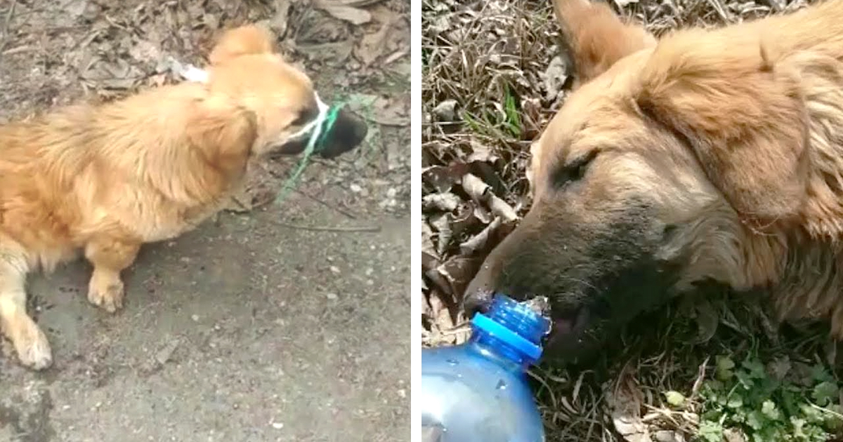 Dog Lay Helpless By The Roadway After His Owner Chance at Him