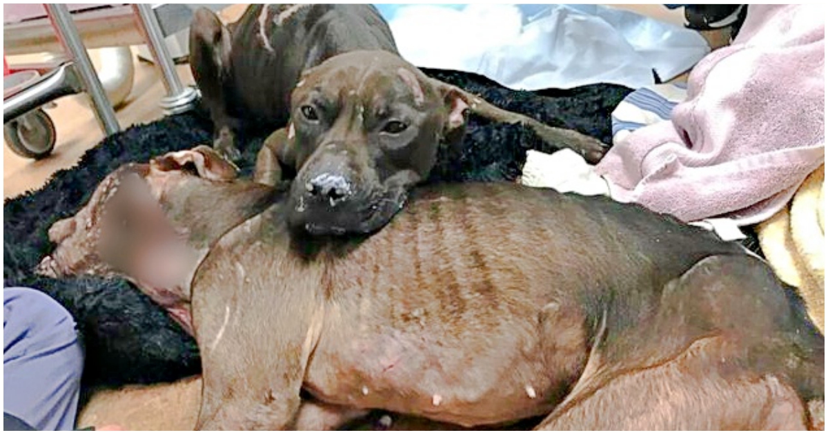 Dog Lays Atop Of Her Perishing Sister To Keep Her Warm After Being Neglected For Many Years