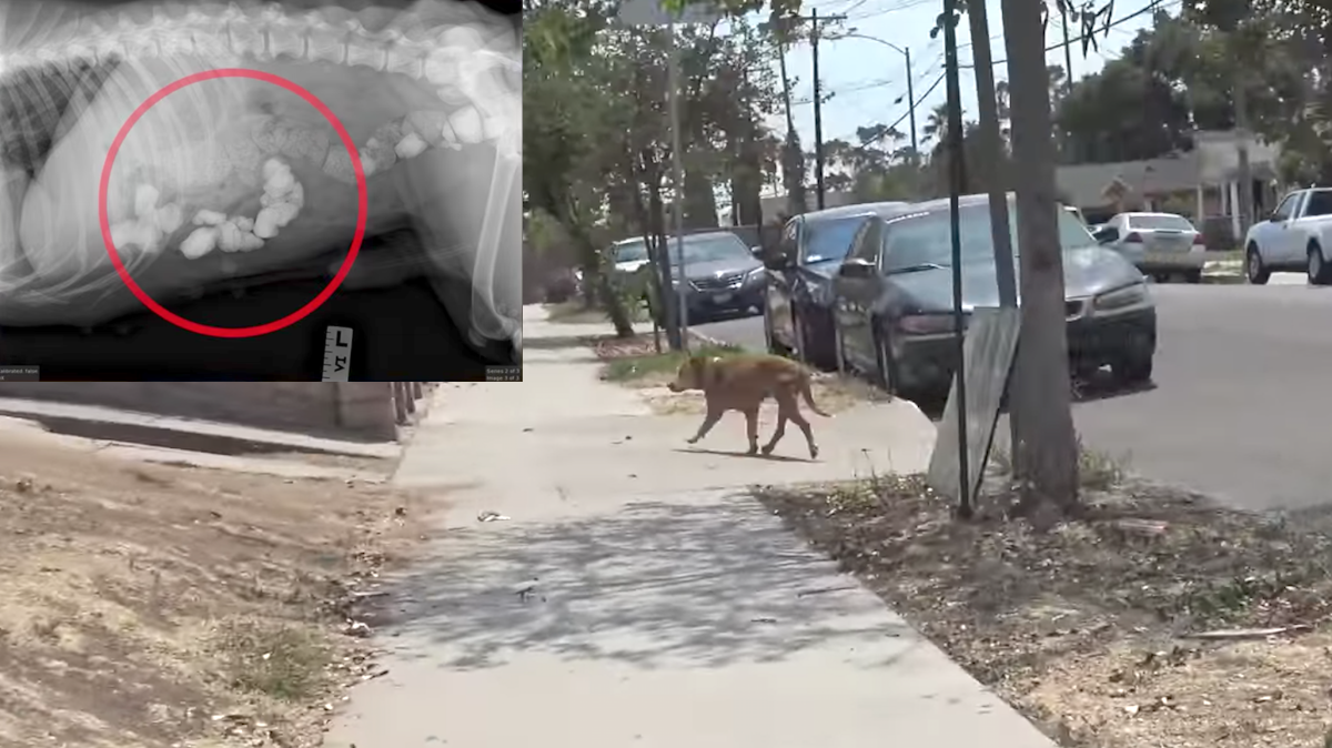 Dog Left By His owner Ate Rocks As He Waited For Their Return