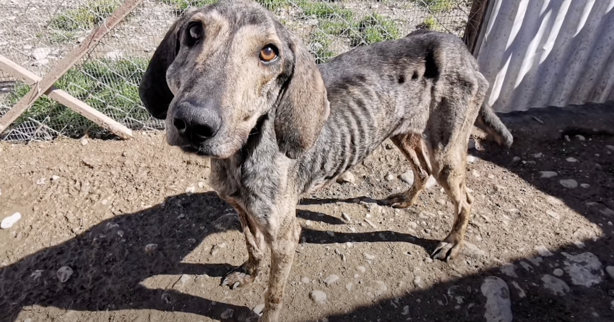 Dog Left On The Street Starved As He Awaited A Hero