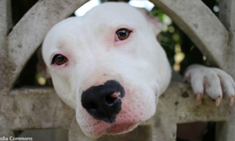 Dog Left Tied To Bridge Railing Almost Gives Up On Life But After That Help Arrives