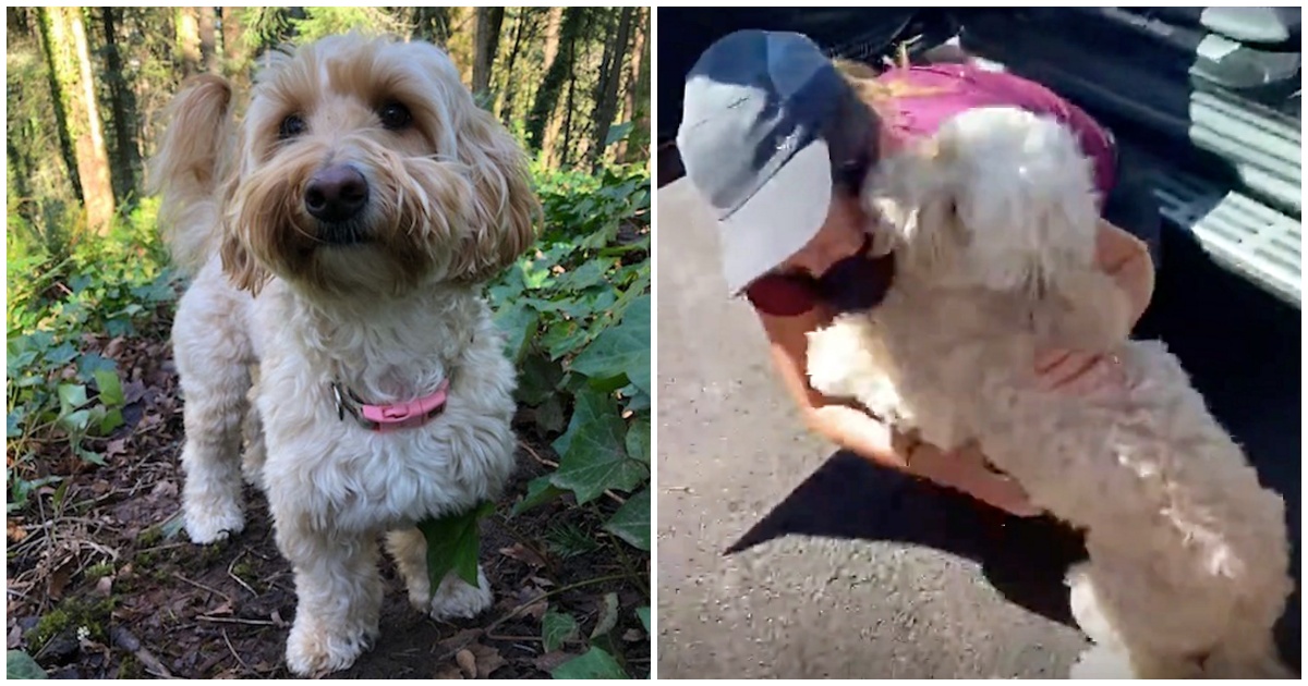 Dog Makes It Through 9 Days In Woods Surrounded By Cougars and Bears After Falling Off Cliff