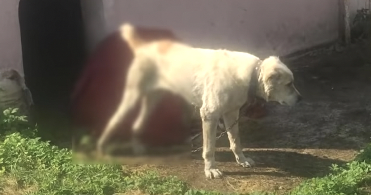 Dog Remained Loyal To The Owner Who Harmed Him, Refused To Leave