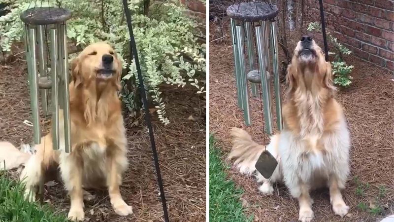 Dog Rings Wind Chimes Every Day So He Can Sing