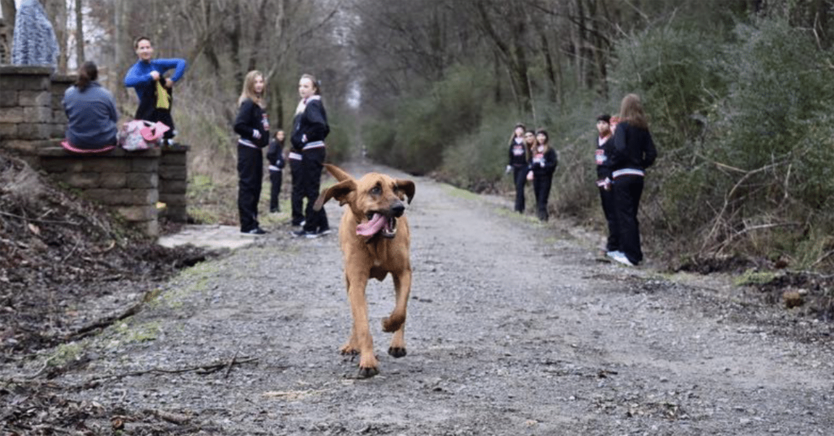 Dog Runs Half Marathon Accidentally After being Let Out To Potty, Ends Up 7th