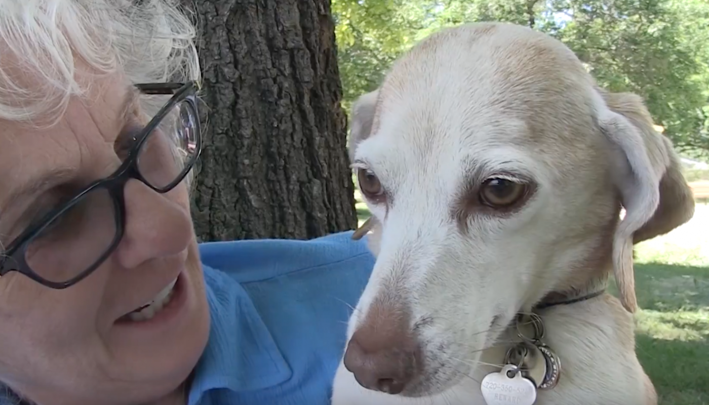 Dog Saved From Cruel Testing Facility Can Lastly Wag Her Tail With Happiness