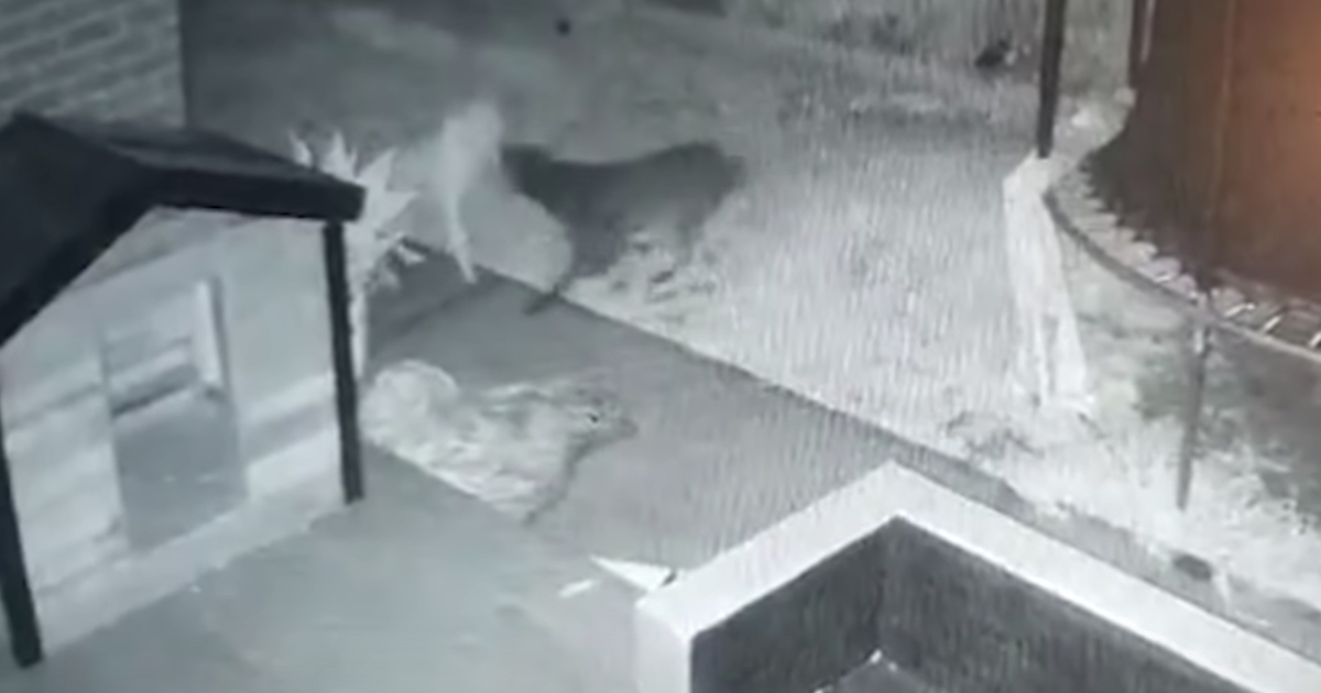 Dog Seen Having Fun With A Ghost In The Backyard