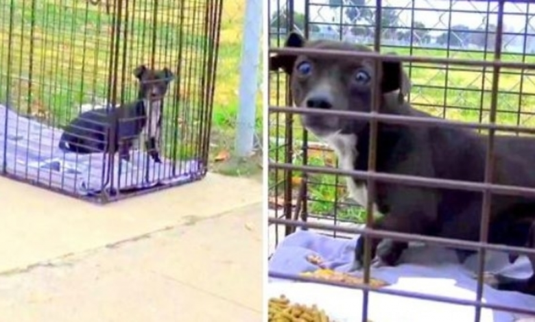 Dog Shivers All Alone After Being Dumped In Area, Thinks Rescuers Intend To Hurt Her