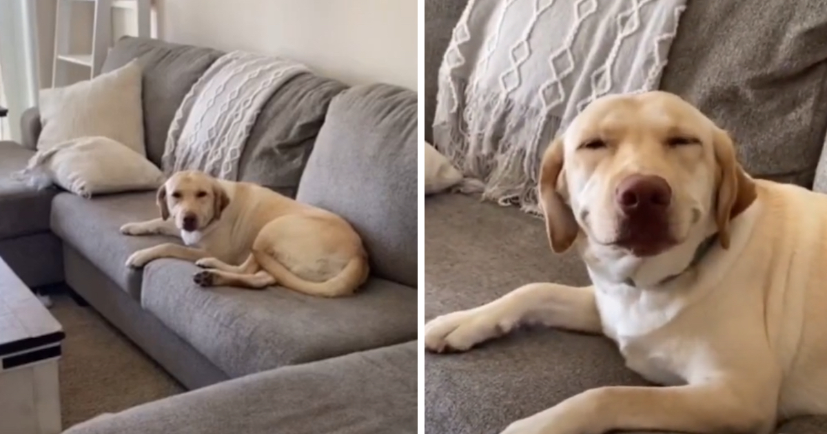 Dog Smiles When Faced By Mother Regarding The Mess He Just Made