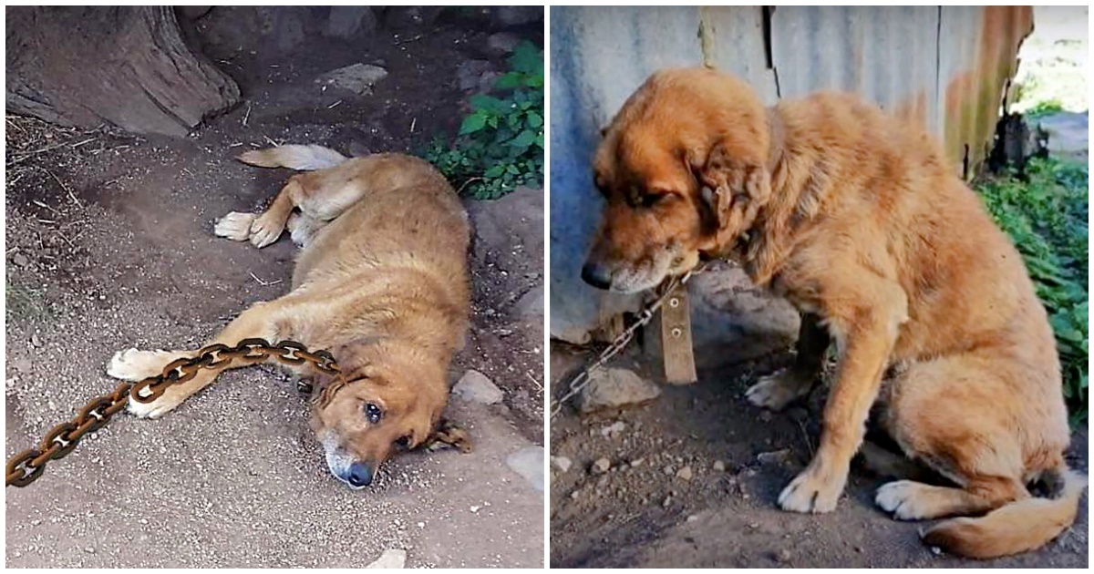 Dog Spent 12 Years Chained Up In The Dirt, Wondering When His Day Would Come