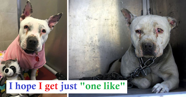 Dog That Spent Her Early Years Chained Up Can Lastly Be A Puppy