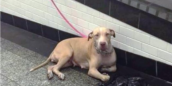 Dog Tied And Dumped In Subway Looks At Commuters Wishing Someone Will Help Her