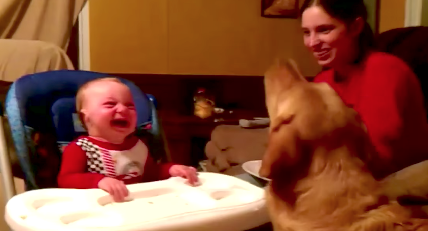 Dog Tries To Convince Child That Green Beans Are Great, Has Baby In Stitches