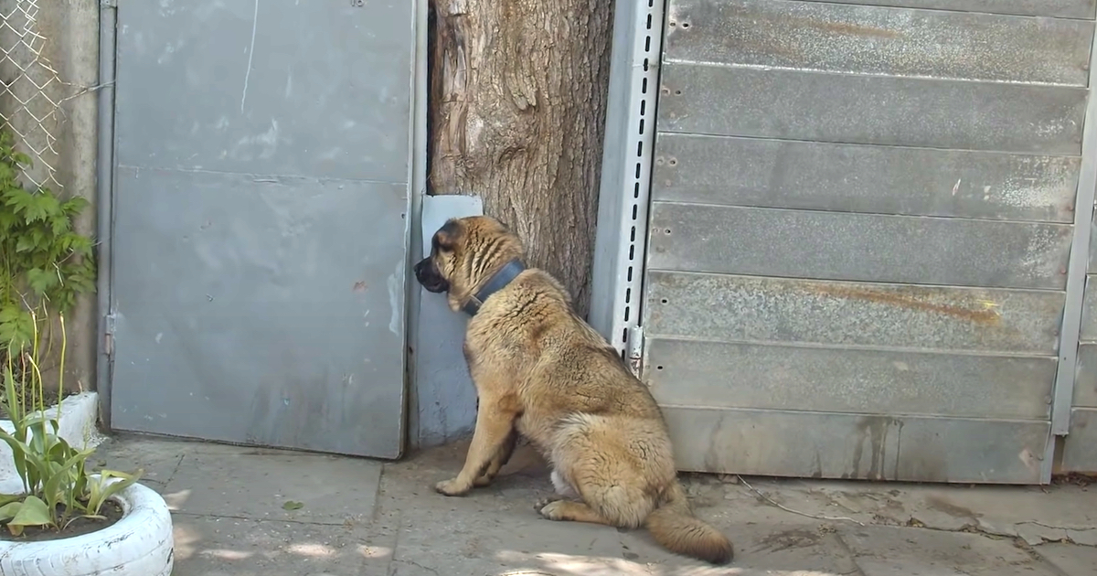 Dog Waits By Door After Being Rejected Of House For Not Barking