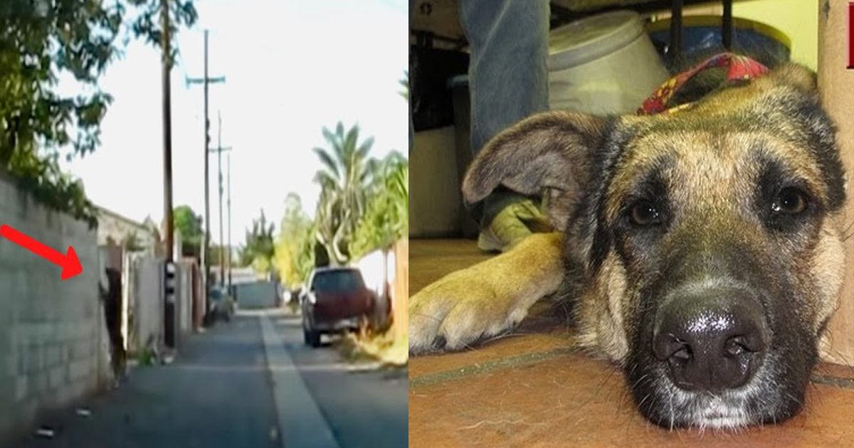 Dog Waits In An Alley In Order To Be Gone Back To Yard After Being Evicted By Her Family