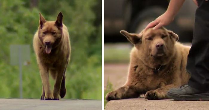 Dog Walks 4 Miles Into Village Everyday Just To Say 'Hello' To Everyone