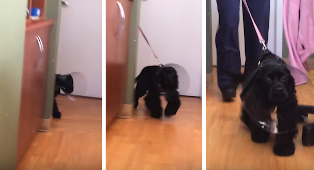 Dog Walks Around Corner After Eye Surgery To See Her Owners For The First Time