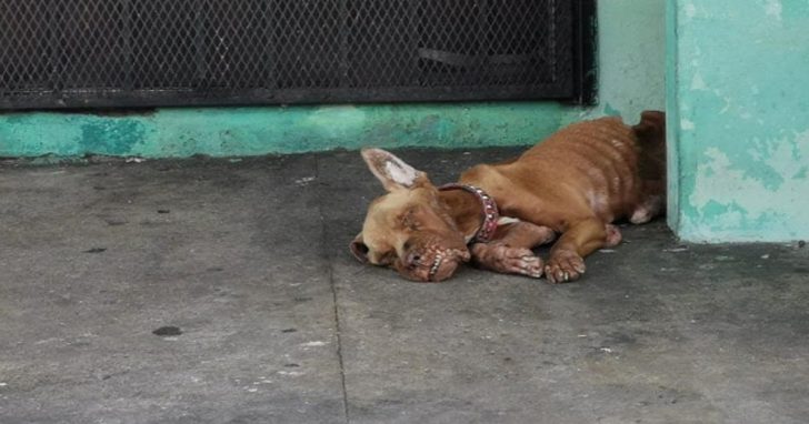 Dog Was Left At A Gasoline Station Where He Was Ignored By All