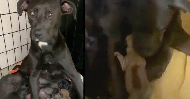 Dog Was Shot Right After Giving Birth And Stayed Over Her Pups To Protect Them