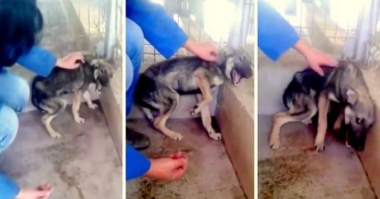 Dog Was So Abused That She Fully Shrieks In Fear When Rescuer Attempts To Touch Her