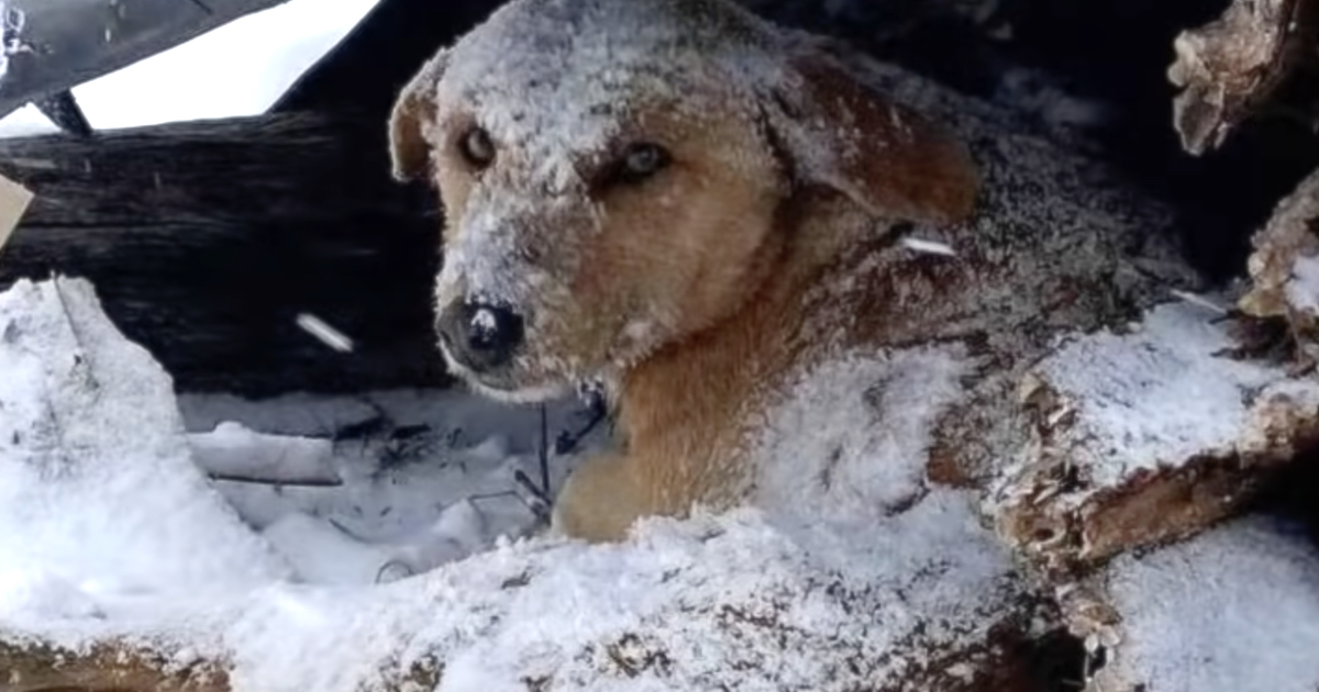 Dog Who Was Shot Sat Shivering All Alone In The Cold Snow