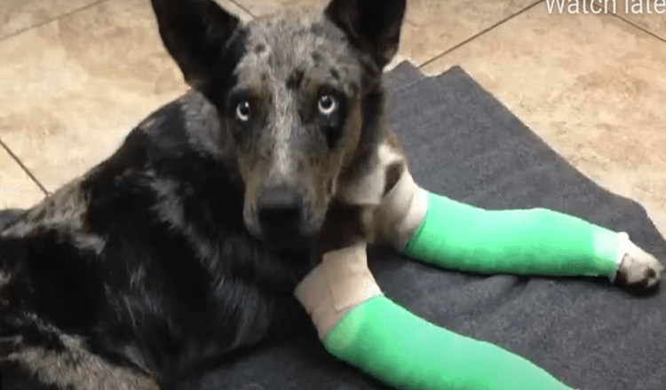 Dog With 2 Broken Legs Surprises Up To Remote Park Ranger Station Looking For Help