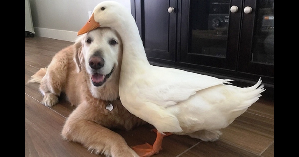 Dog and Duck Who Began On The Wrong Foot Somehow Become Inseparable Friends